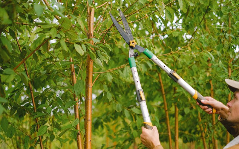Tree trimming in Chewelah, WA